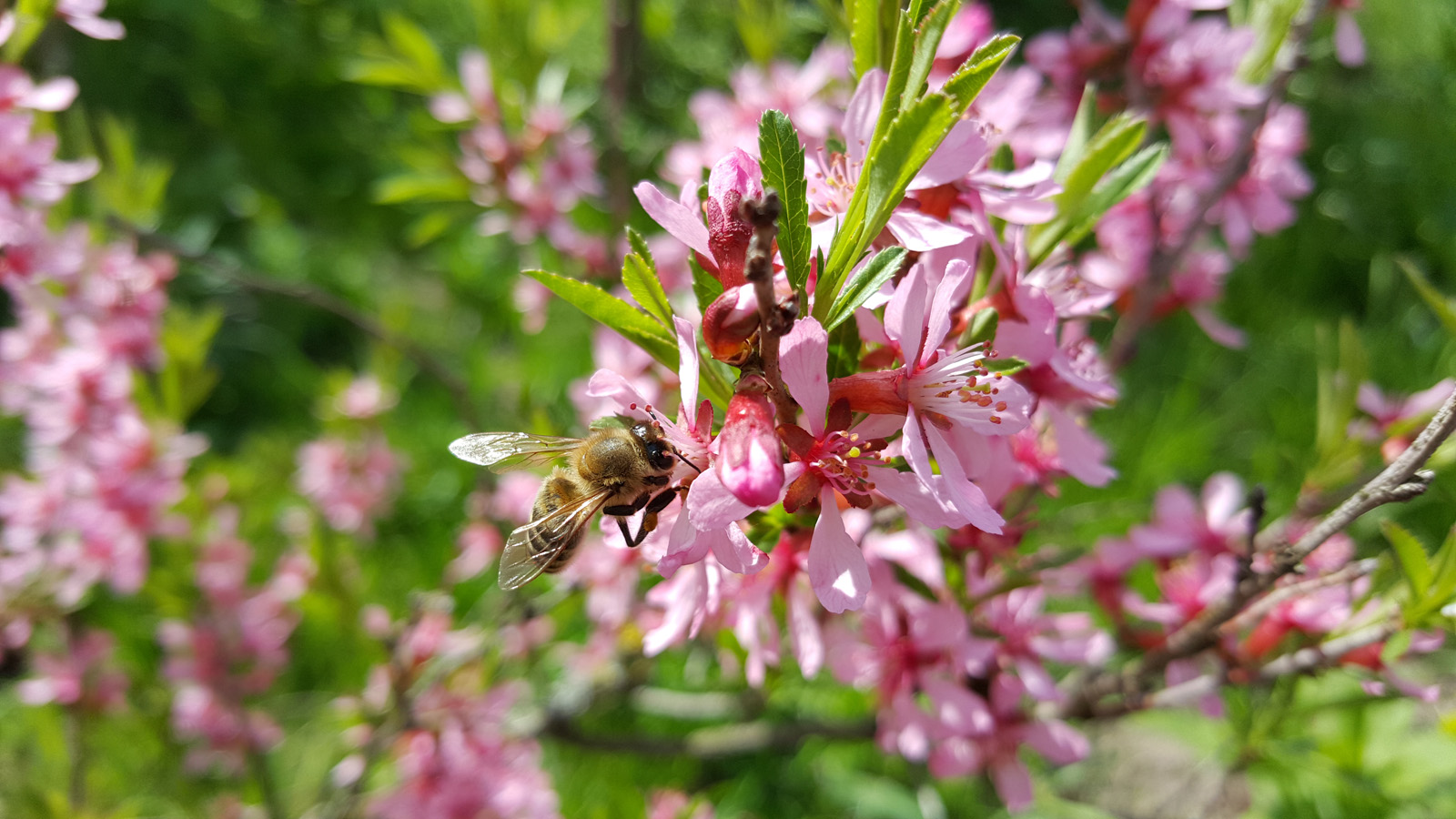 Пчелка на цветущем миндале. Снято на Samsung Galaxy S6 Edge