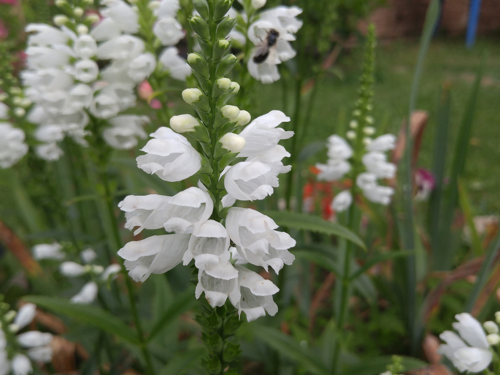 Белый цветок (LG G4)