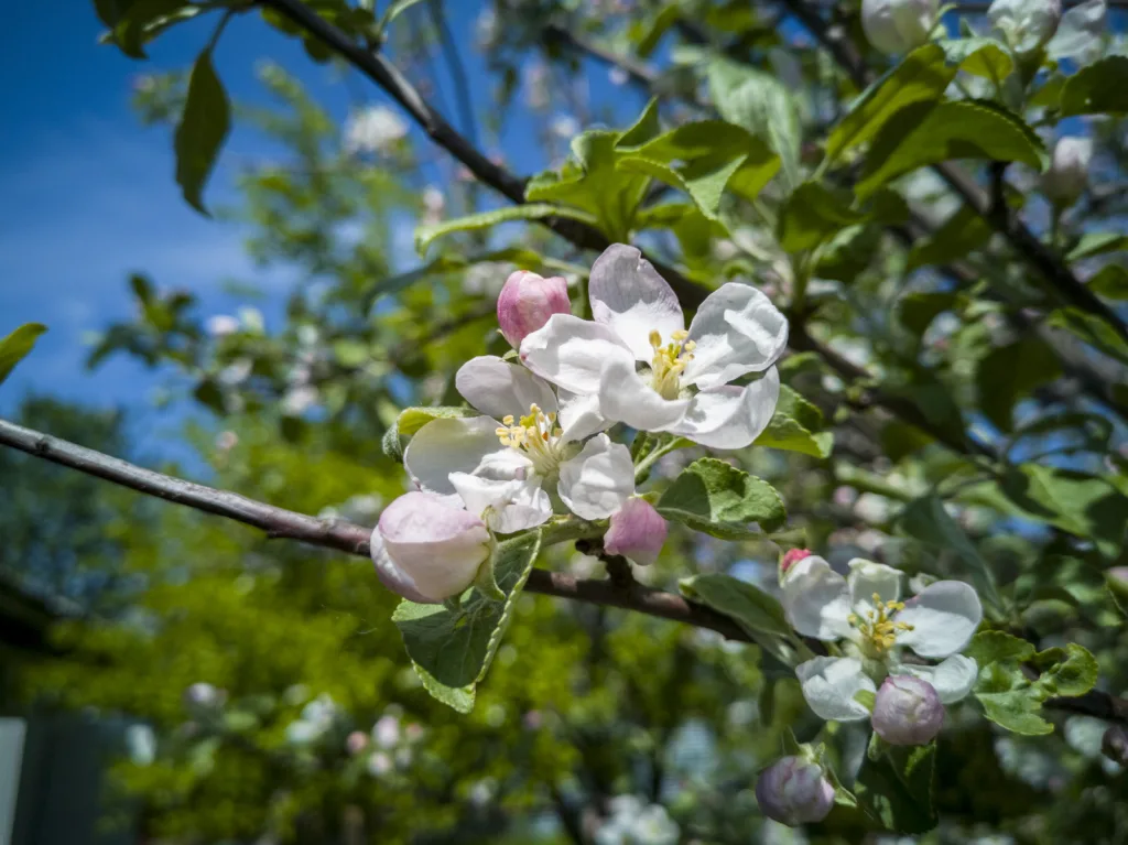 Редактированный RAW - снято на Huawei P20 Pro