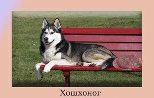 Рецензия на «Хошхоног» Хаски