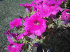 Exif_JPEG_420