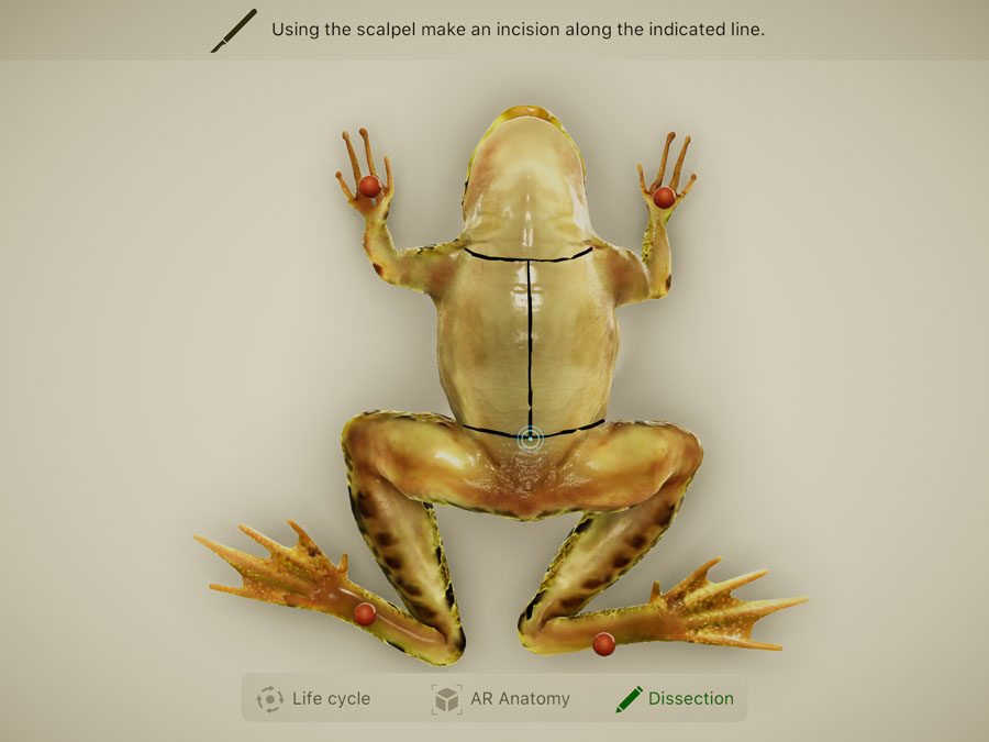 Препарируем лягушку в приложении Froggipedia